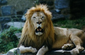 Merlin the lion